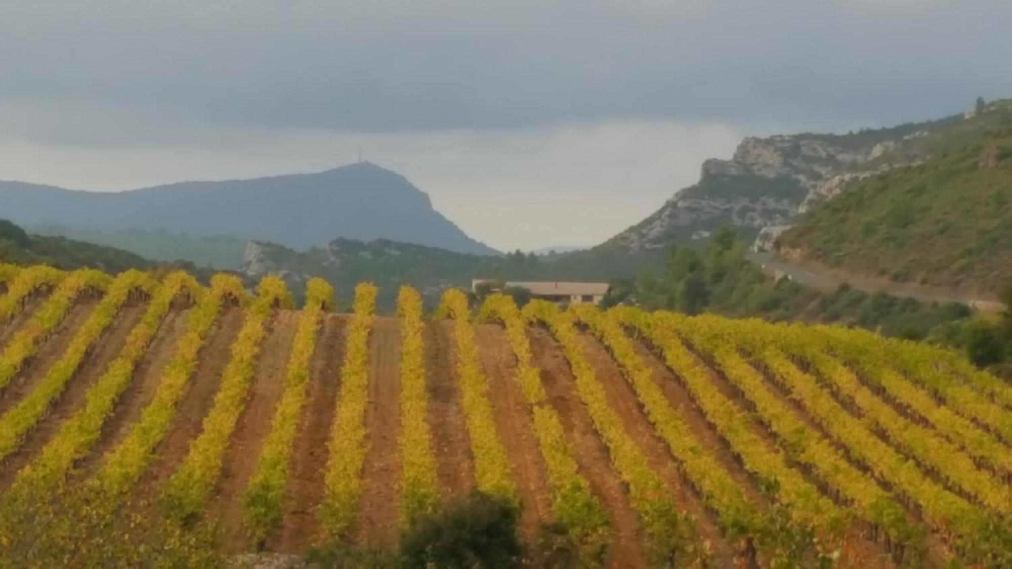Gite Dans Ancienne Bergerie En Pleine Garrigue Fraisse-des-Corbieres ภายนอก รูปภาพ